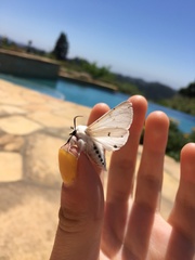 Spilosoma vestalis