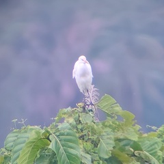 Bubulcus ibis coromandus