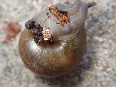 Helminthoglypta tudiculata