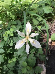Iris fernaldii
