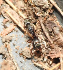 Mesoponera australis