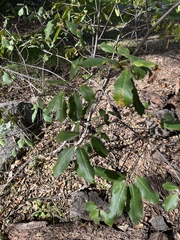 Frangula californica