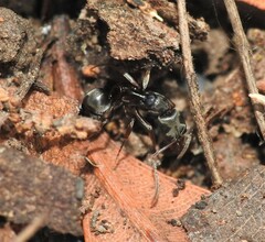 Mesoponera australis