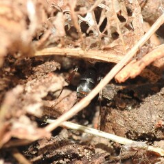 Mesoponera australis