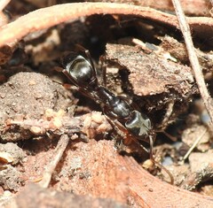 Mesoponera australis
