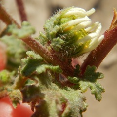 Perityle crassifolia robusta
