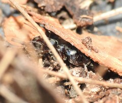 Mesoponera australis