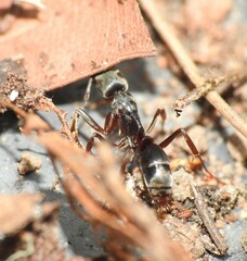 Mesoponera australis