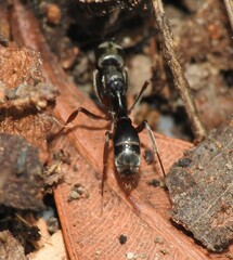 Mesoponera australis