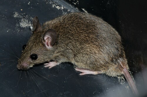 Coucha Rat