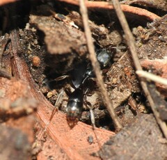 Mesoponera australis