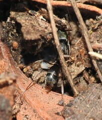 Mesoponera australis