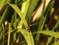Austroargiolestes chrysoides