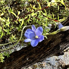 Thelymitra cyanea
