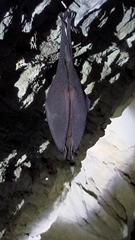 Rhinolophus formosae