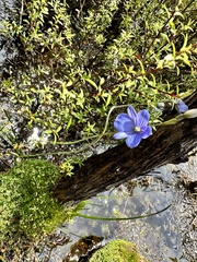 Thelymitra cyanea