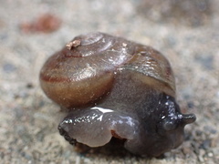 Helminthoglypta tudiculata