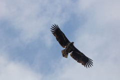 Haliaeetus albicilla