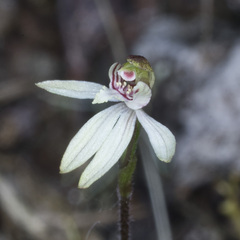 Caladenia variegata
