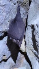 Rhinolophus formosae