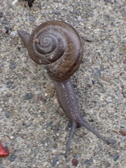 Helminthoglypta tudiculata