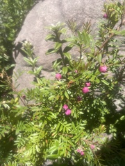 Boronia imlayensis