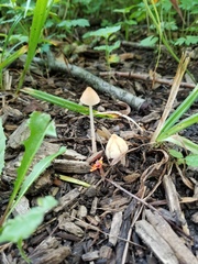 Conocybe