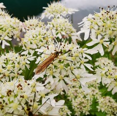 Nephrotoma appendiculata