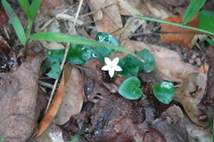 Geophila repens