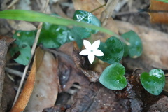 Geophila repens