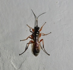 Ichneumonina