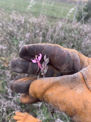 Oenothera gaura