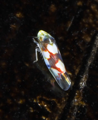 Erythroneura elegans