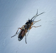 Ichneumonina