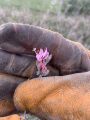 Oenothera gaura