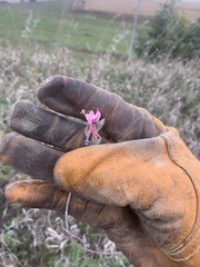 Oenothera gaura