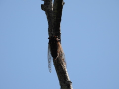 Macrotristria angularis