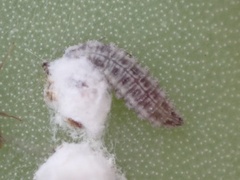 Hyperaspis trifurcata