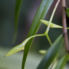 Dendrobium cunninghamii