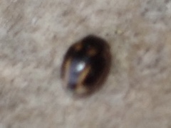 Hyperaspis trifurcata