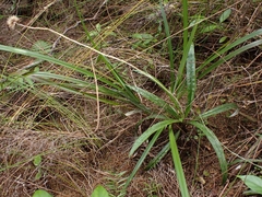 Celmisia graminifolia