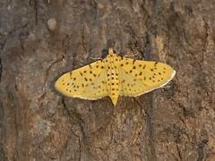 Conogethes punctiferalis