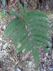 Arachniodes rhomboidea