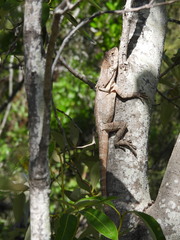 Chlamydosaurus kingii