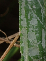 Celmisia graminifolia