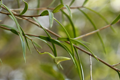 Dendrobium cunninghamii
