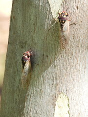 Macrotristria angularis