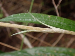 Celmisia graminifolia