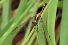 Diplacodes melanopsis