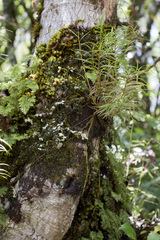 Dendrobium cunninghamii